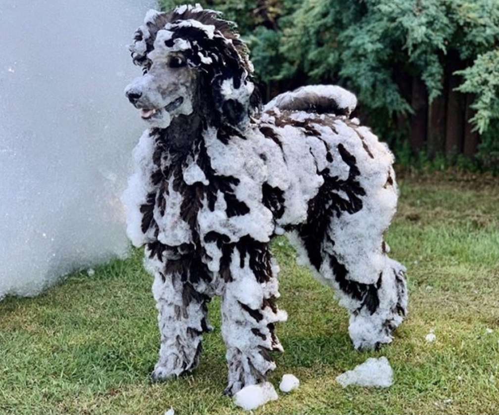 Safe foam - even pets love it - NOCO Foam Co foam party rentals St. Cloud, FL